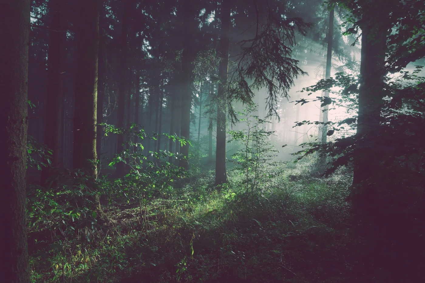 Luz natural entre los árboles de un bosque verde